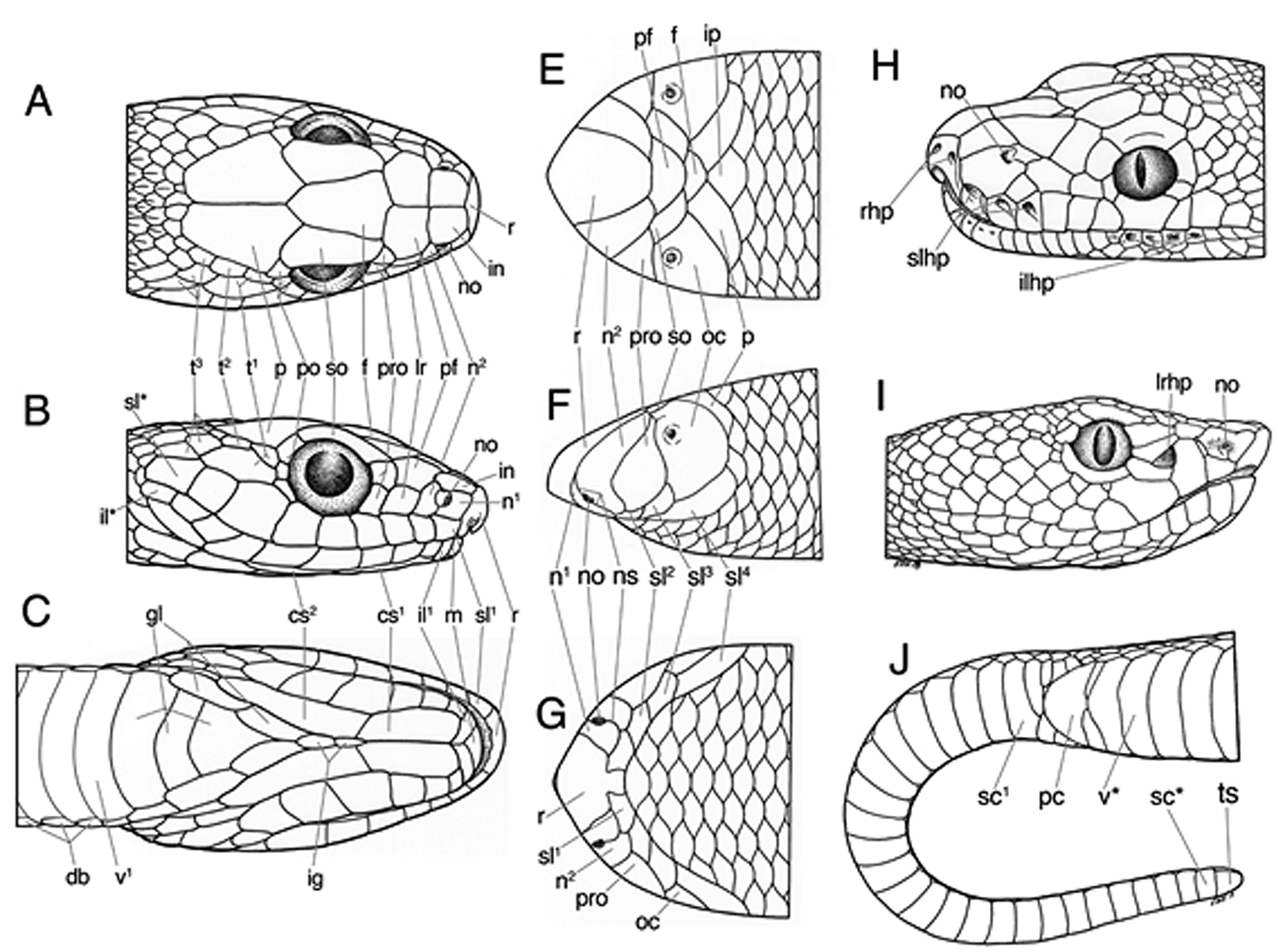 Weinell.et.al.2019c.preview.png